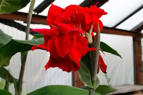 Canna in the apartment: wintering and indoor culture