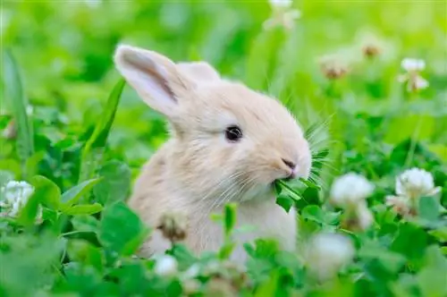 Trifoglio in giardino: pianta utile o erba infestante?