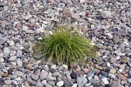 Miscanthus vokser ikke