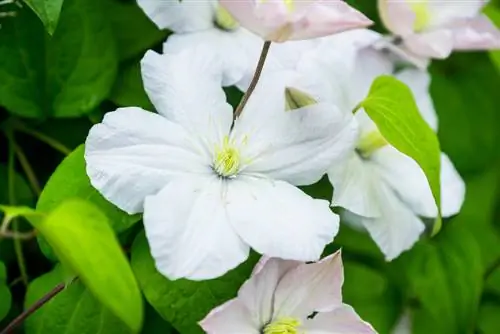 clematis-large-flowers