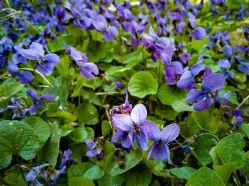 copertura del terreno viola