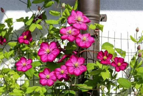 کمک کوهنوردی downpipe clematis