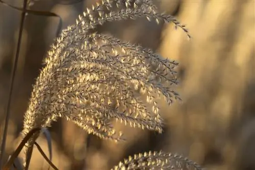 Miscanthus frø: Vigtig information om høst og såning