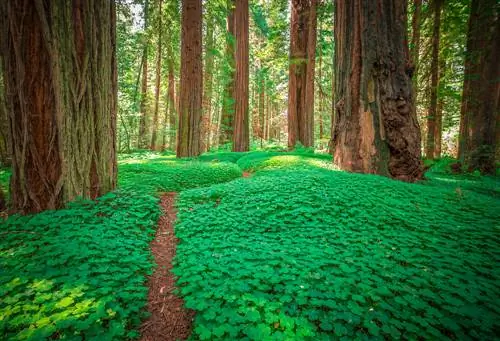 Trifoglio in giardino: utilizzare come copertura del terreno e pascolo per le api