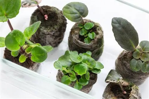 Hakbang-hakbang: Palaguin ang mga African violet mula sa mga buto