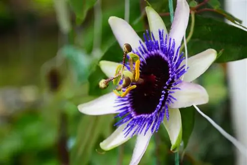 L'affascinante significato del fiore della passione nel cristianesimo