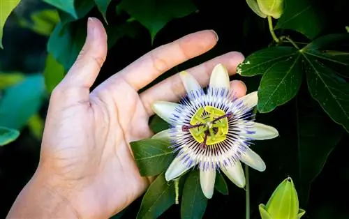 Poliniza tú mismo con éxito las flores de la pasión: así es como funciona