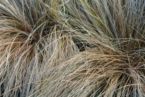 sedge-dried