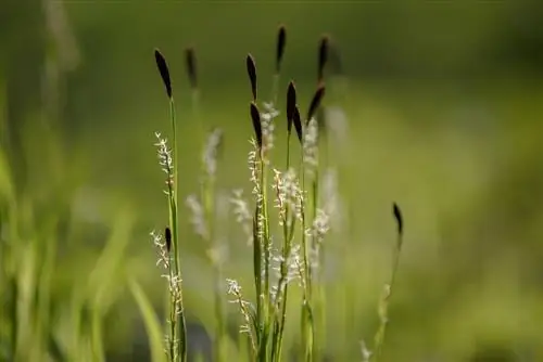 Comment empêcher le carex de pousser comme mauvaise herbe dans le jardin ?