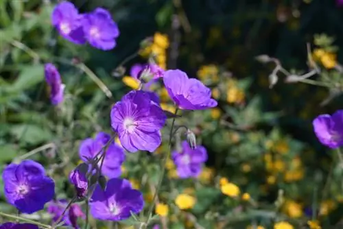 Cranesbill-xác định