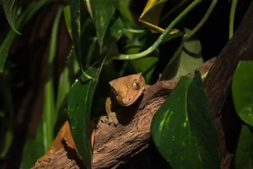 terariu cu plante cataratoare