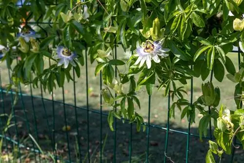 crescita del fiore della passione