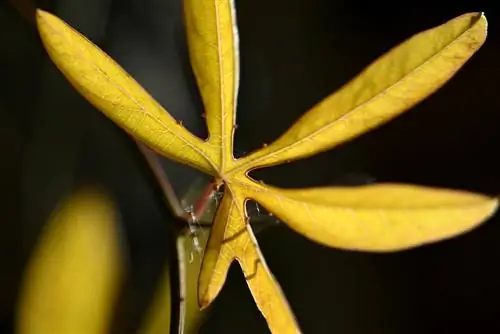 passiflore séchée