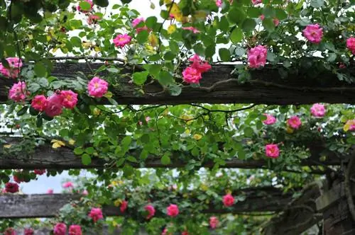 How fast do climbing roses grow? Factors & Tips