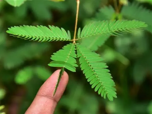 Mimosa: betekenis en simboliek in die plantwêreld