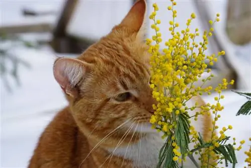 Mimosa: jedovatá pre mačky? Dôležité bezpečnostné tipy