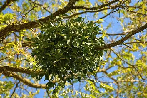 Eliminare il vischio: metodi delicati per l'albero