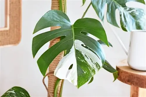 monstera větve