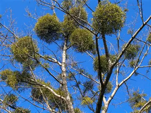 conservación de la naturaleza del muérdago