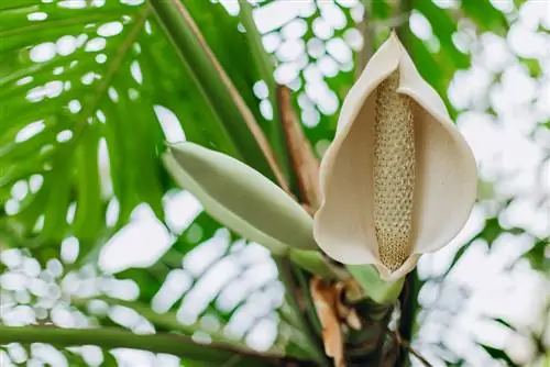 cây thánh giá Monstera