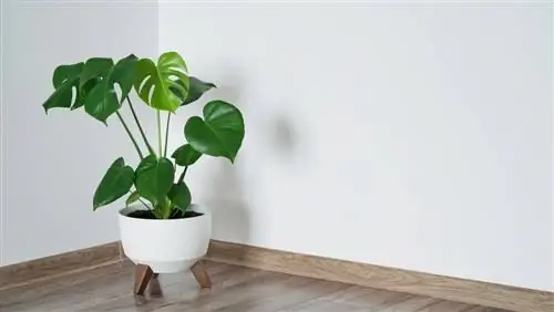 monstera mörk plats