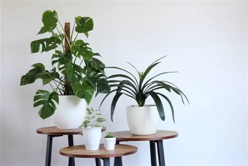 Heg monstera aan klapperstokkie