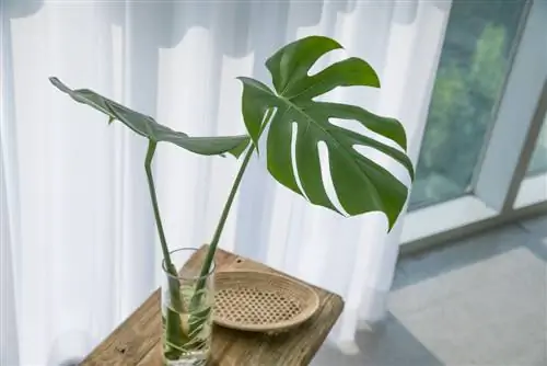 monstera-vāzē