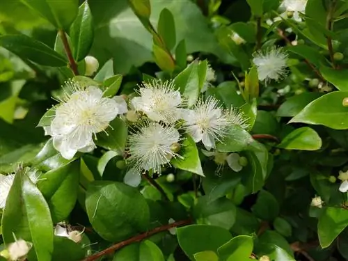 The myrtle: meaning in antiquity, wedding and communion