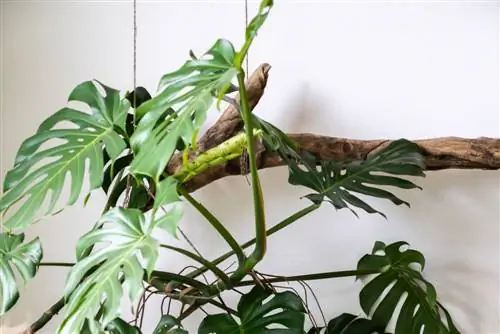 Enganxeu Monstera a la paret: Disseny d'habitació decorativa