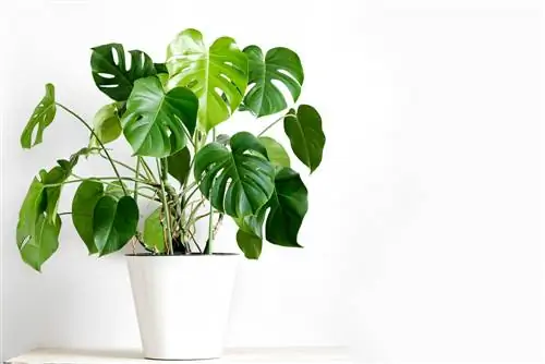 several-monstera-in-one-pot