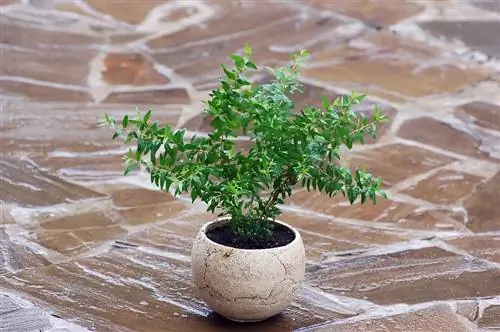 Myrtle bonsai: cultivation, design and care