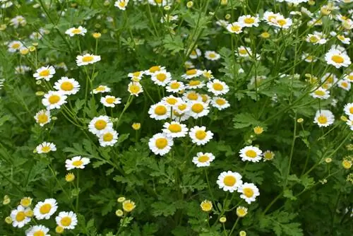 Feverfew: სულიერი მნიშვნელობა და გამოყენების სფეროები