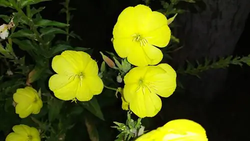 evening primrose makna rohani