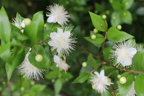 Le myrte comme plante funéraire : beauté et symbolisme combinés