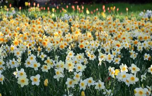 Daffodils: kuptimi dhe simbolika e kësaj lule të Pashkëve