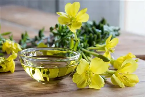 Evening Primrose Effect: Ameliorarea problemelor pielii și nervilor