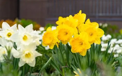 daffodil berbanding vole