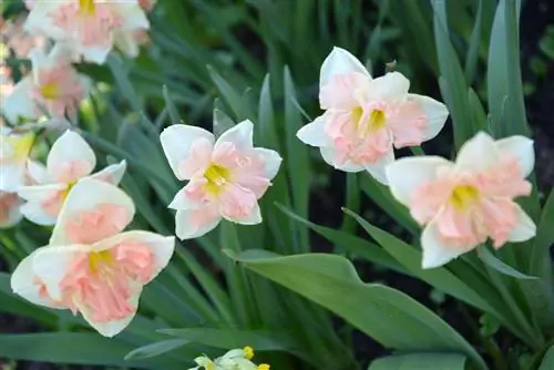 Diversidade colorida: descubra diferentes cores de narcisos