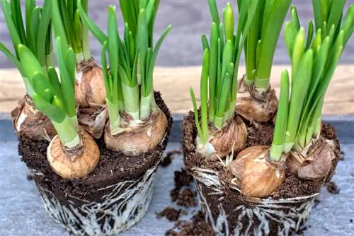 gevorderde affodil-plante