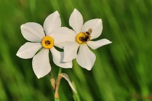 Byvriendelike affodille: bestaan hulle en wat is hulle?