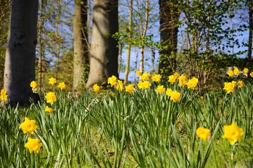 On creixen els narcisos? Descobriu els seus hàbitats