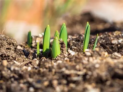 Perennial daffodils: Will they bloom again next year?