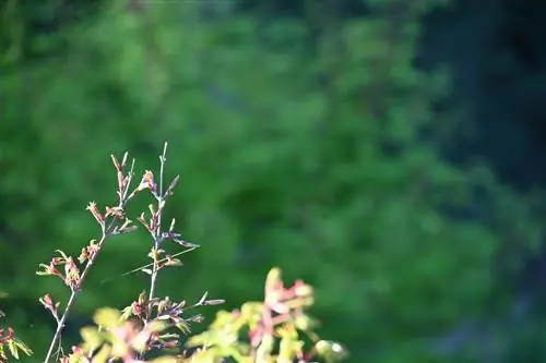 Japanese maple gray branches