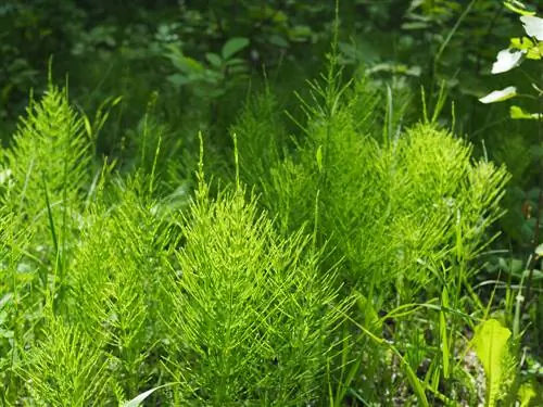 Paardestaartlocatie in het veld