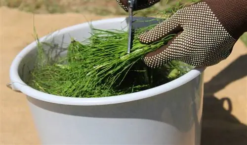 Cola de caballo contra el tizón tardío