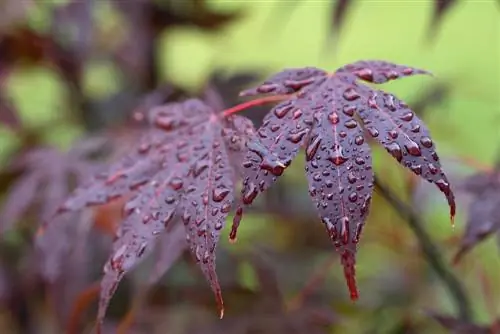 Japanese maple staunaesse