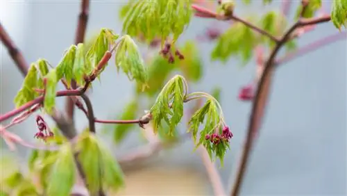 Feuilles d'érable japonaises suspendues