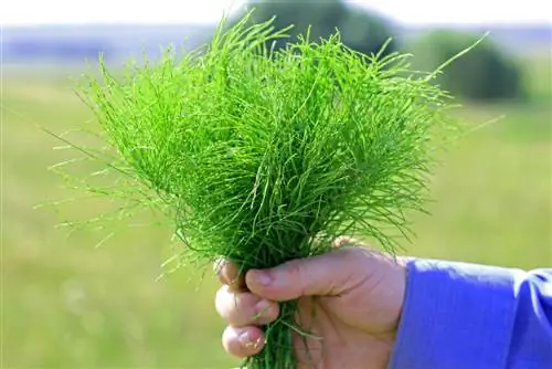 waar groeit paardenstaart?