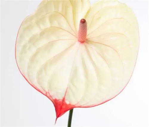 anthurium farger