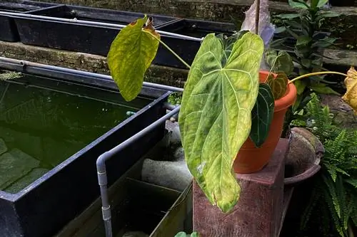 anthurium laat bladeren hangen